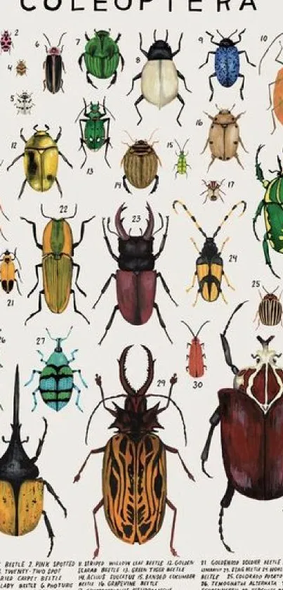 Vibrant and colorful beetle illustrations on a mobile wallpaper background.