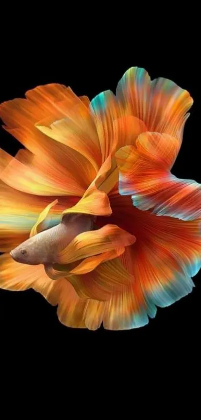 Vibrant orange and blue betta fish on black background wallpaper.