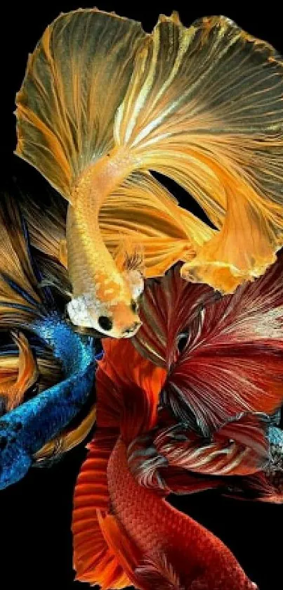 Vibrant Betta fish wallpaper with orange, blue, and red colors on a dark background.