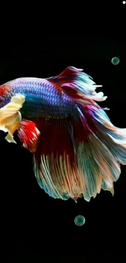 Vibrant betta fish on dark background wallpaper.