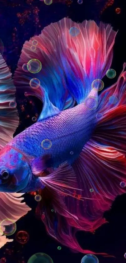 Vibrant Betta fish with colorful fins on a dark background.