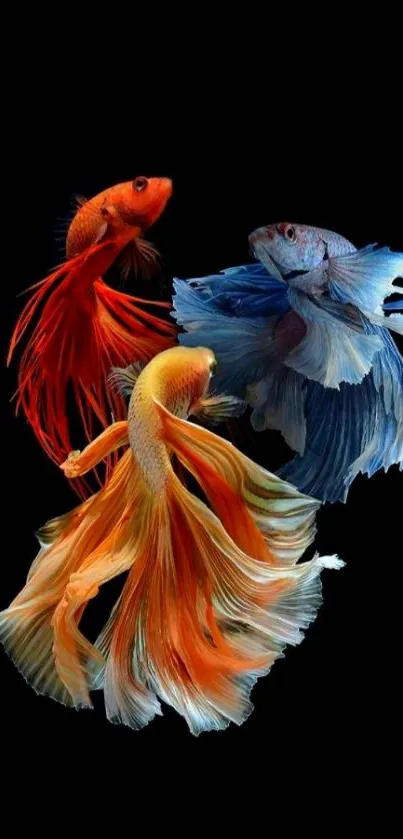 Colorful Betta fish set against a dark black background on mobile wallpaper.