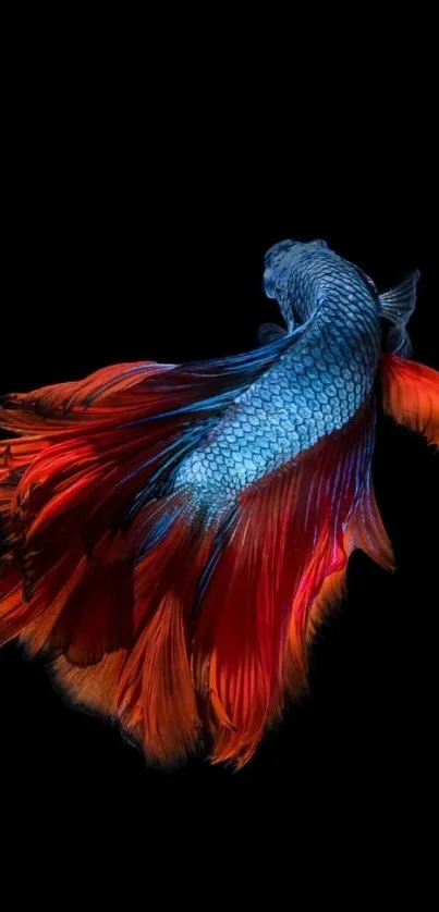 Vibrant red and blue betta fish on black background wallpaper.