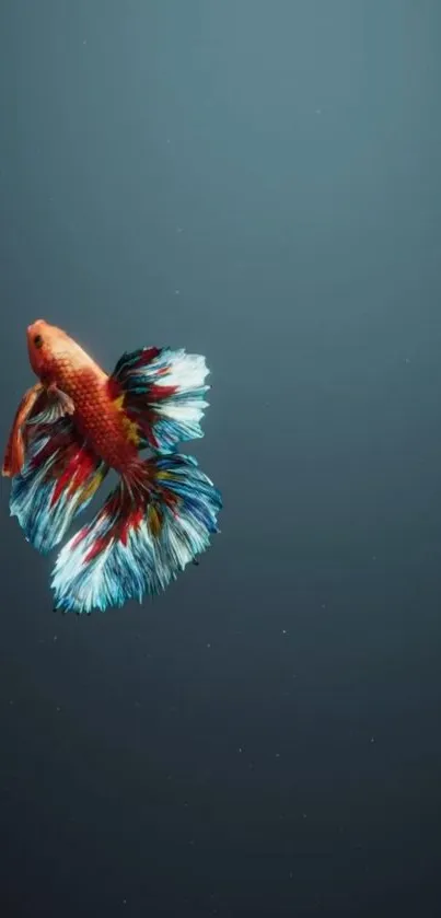 Vibrant Betta fish with colorful fins on a deep blue background.