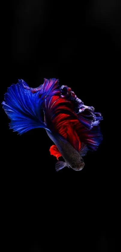 Colorful Betta fish with blue and red fins on a black background.