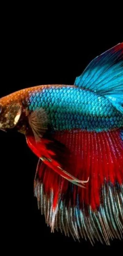 Colorful Betta fish against a black background.