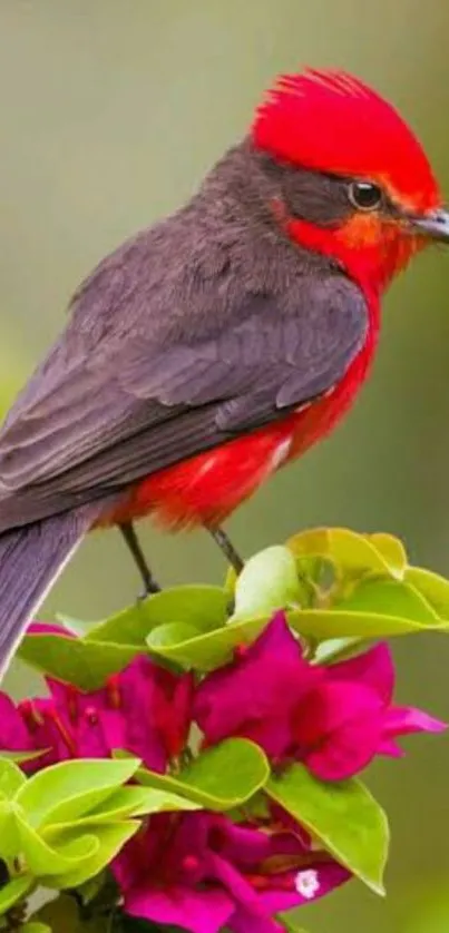 Red bird perched on magenta flowers with green leaves wallpaper.