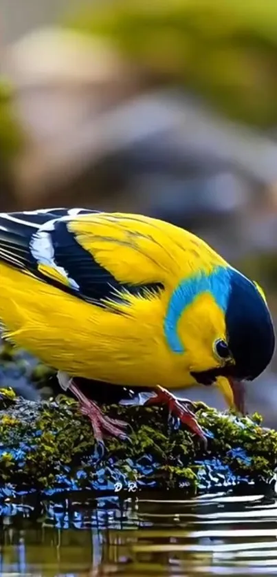 Colorful yellow and blue bird drinks from a stream, reflecting in the water.
