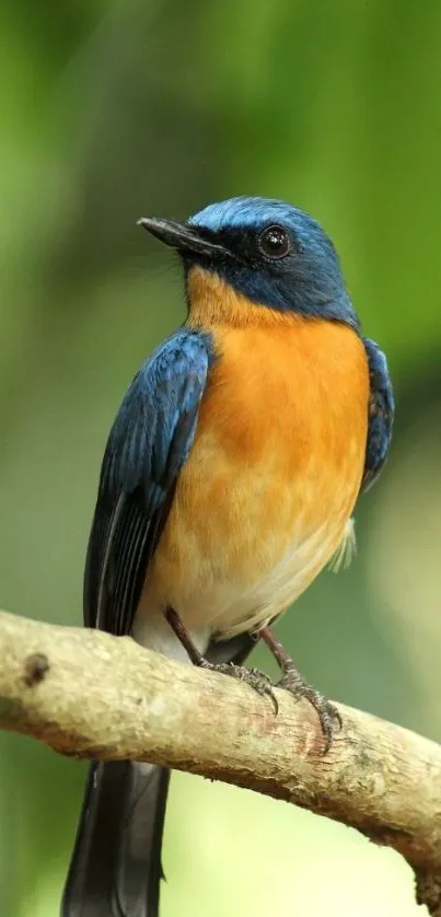 Vibrant blue and orange bird on a branch with a green background.