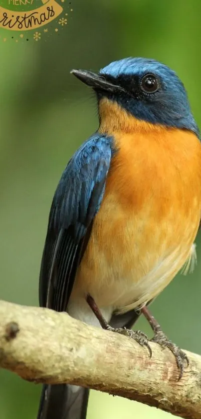 Vibrant blue and orange bird with Merry Christmas greeting.