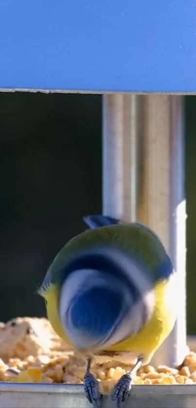 A small bird enjoying seeds at a feeder with a vivid blue backdrop.