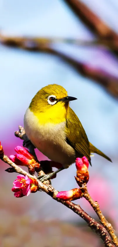 A vibrant bird perches on pink cherry blossoms against a soft blue sky.