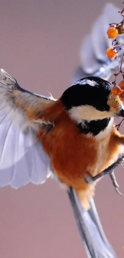 Stunning colorful bird in flight with orange berries on mobile wallpaper.