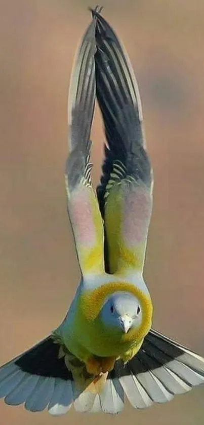 A colorful bird in dynamic flight with vibrant plumage against a blurred background.