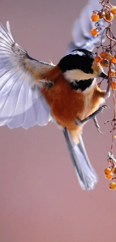 Vibrant bird in flight with berries on peach backdrop.