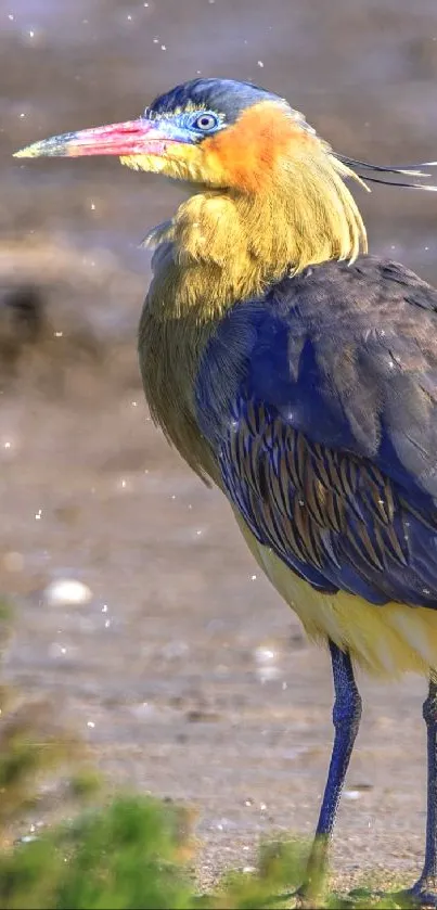 A colorful bird standing in its natural habitat, showcasing vibrant blues and yellows.