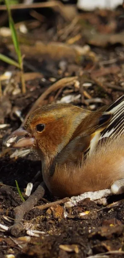 Colorful bird perched in natural habitat with earthy tones around.