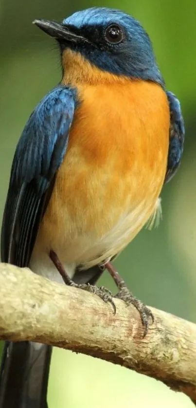 Vibrant bird perched on branch in lush greenery.