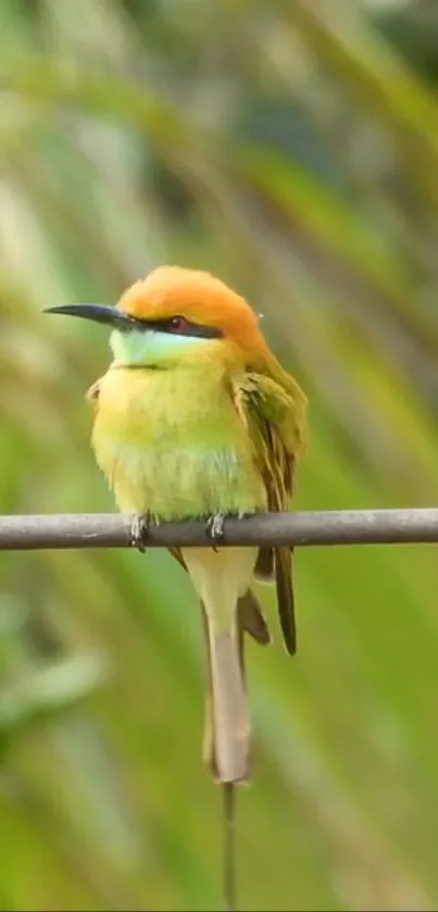 A vibrant bird perched on a branch with a lush green background.