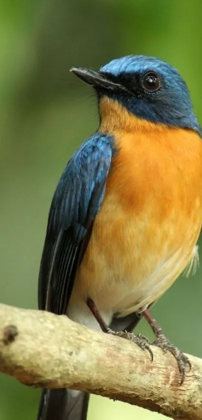 Vibrant blue and orange bird perched on a branch in a natural setting.