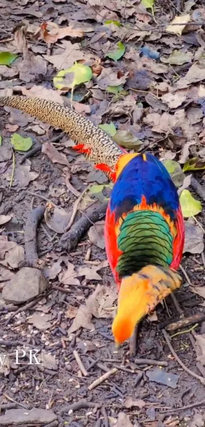 Colorful bird with vibrant plumage on forest floor.