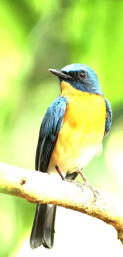 A colorful bird perched on a branch with a lush green background.