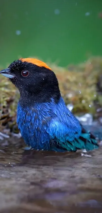 Colorful bird with blue and orange plumage in nature setting.