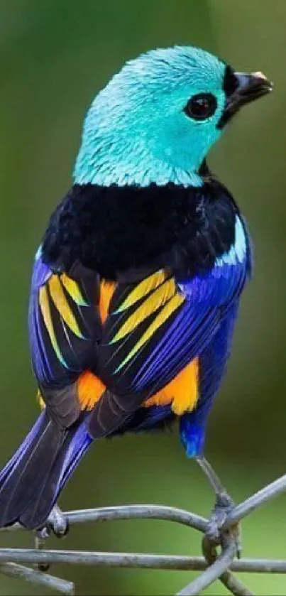 Colorful bird with turquoise head on a black background.