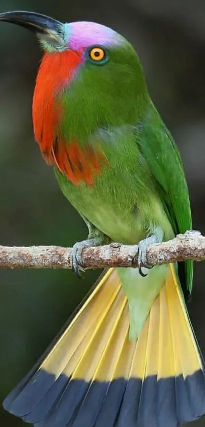 Vibrant bird perched on branch with colorful plumage.