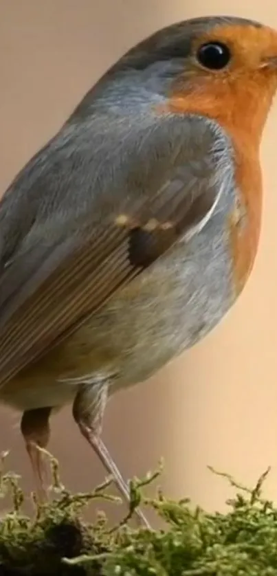 Robin perched on moss with orange-brown plumage in a serene setting.