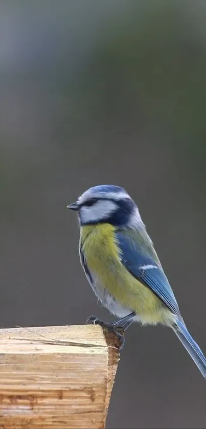 Blue tit bird perched on a wood branch with a blurred natural background.