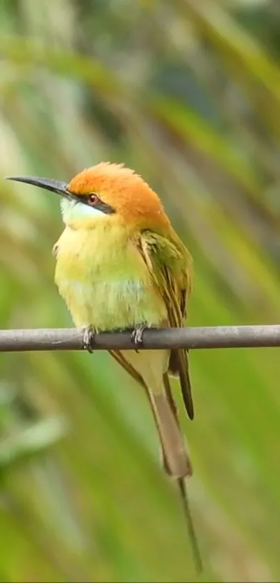 Colorful bird perched on a branch in a natural setting.