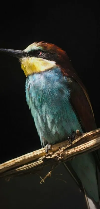 Vibrant bird perched on branch mobile wallpaper.