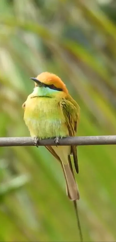 Colorful bird perched on a lush green branch.