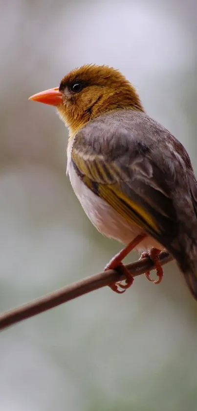 Vibrant bird perched on a branch against a soft background.