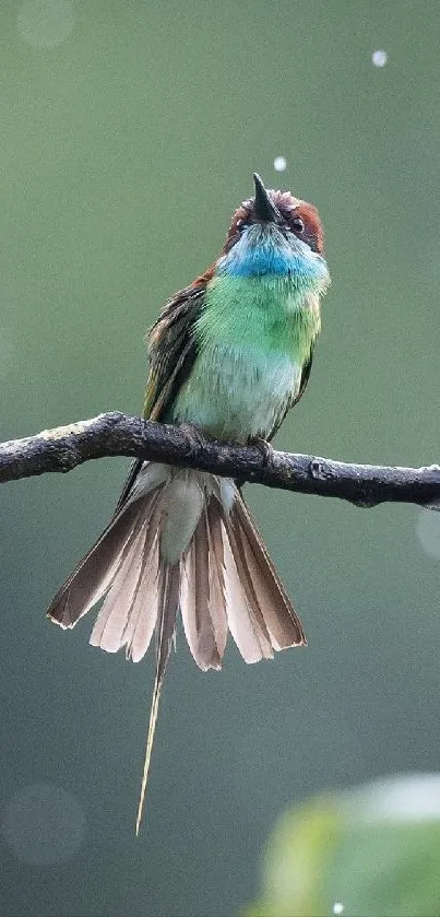 Colorful bird perched on a branch.