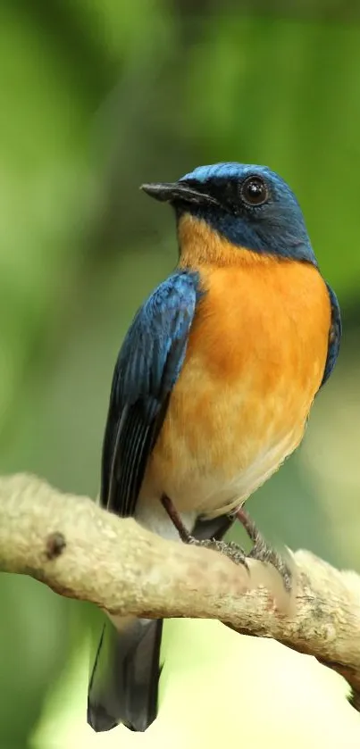 A colorful bird perched on a branch against a green background.