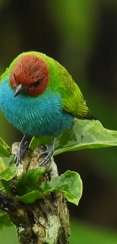 Colorful bird perched on green leaf with lush nature background.