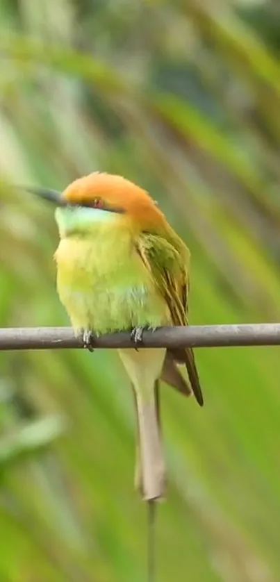 A vibrant bird perched on a branch against a blurred green background.