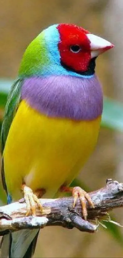 Gouldian finch on black background wallpaper.