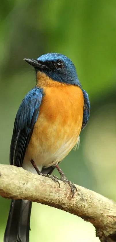 Colorful bird perched on a branch with a green blurred background.