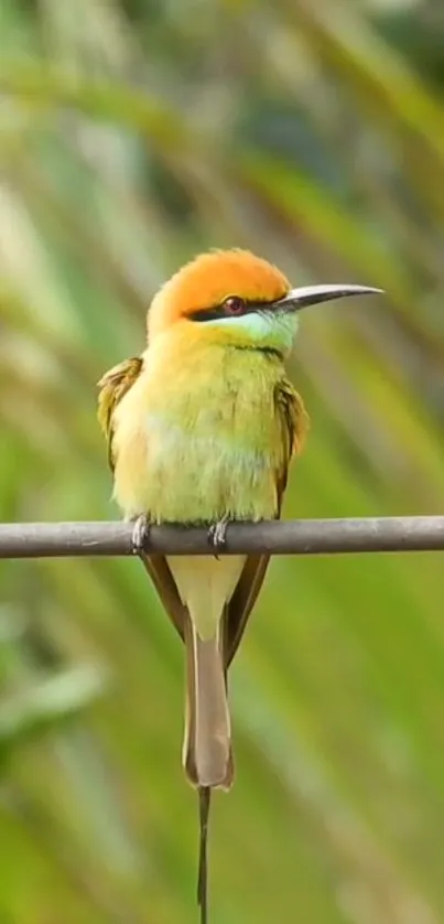 Colorful bird perched on a branch with lush green background.