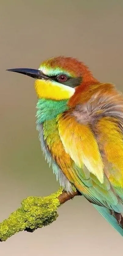 Colorful European bee-eater perched on a branch with vibrant feathers.