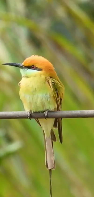 A colorful bird on a branch with vibrant green background.