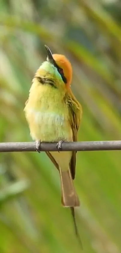 Colorful bird perched on a branch with green background.