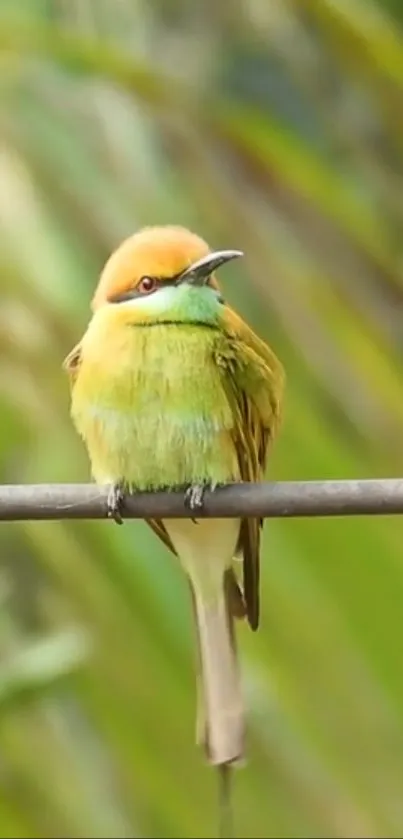 Colorful bird perched on a branch in a green setting.
