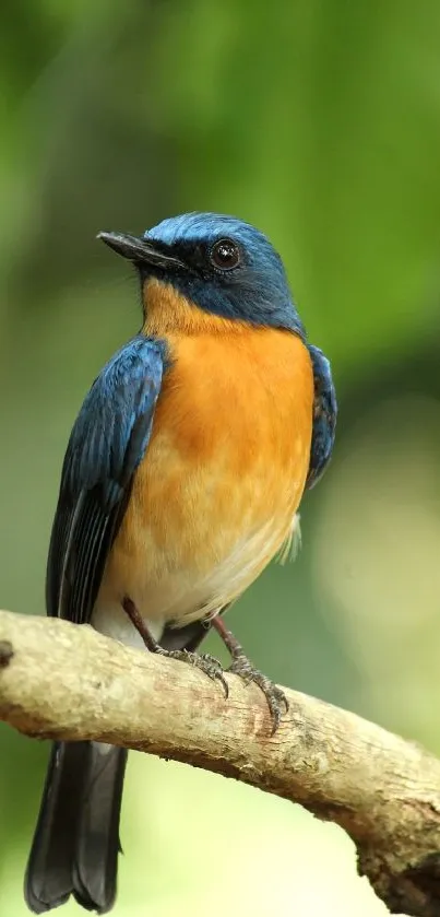 A colorful bird with blue and orange plumage perched on a branch against a green background.