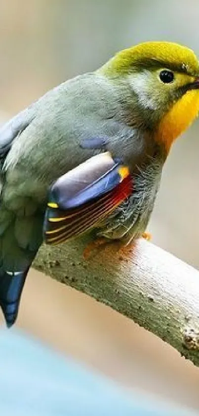 Vibrant bird resting on a natural branch.