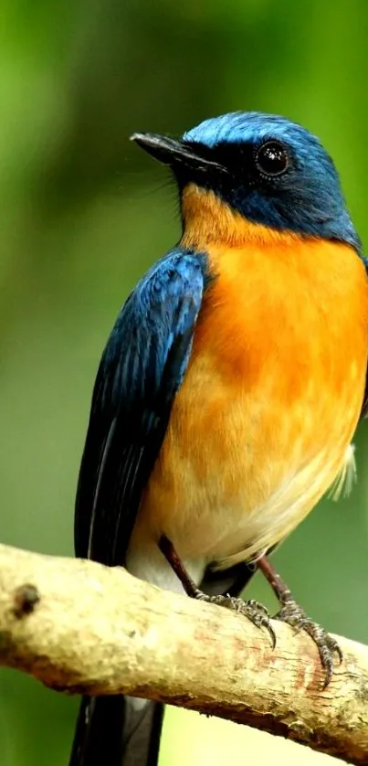 Colorful bird with blue and orange feathers perched on a tree branch.