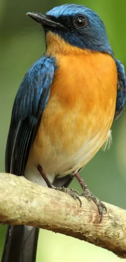 A vibrant blue and orange bird perched on a branch.